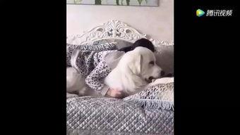 成人趴着翻身视频大全,视频大全解析