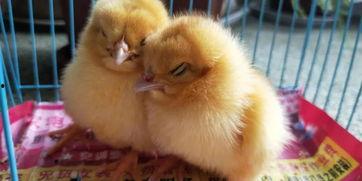 小鸡会投胎成人吗视频,小鸡投胎成人之谜