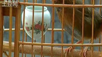 成人画眉鸟视频,轻松学会成人画眉鸟的画法